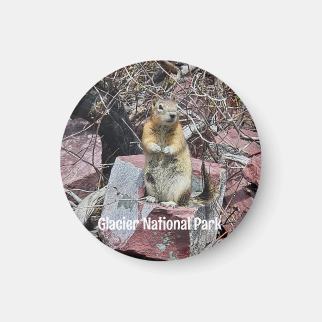 Chipmunk i Glacier nationalpark Magnet (Framsidan)