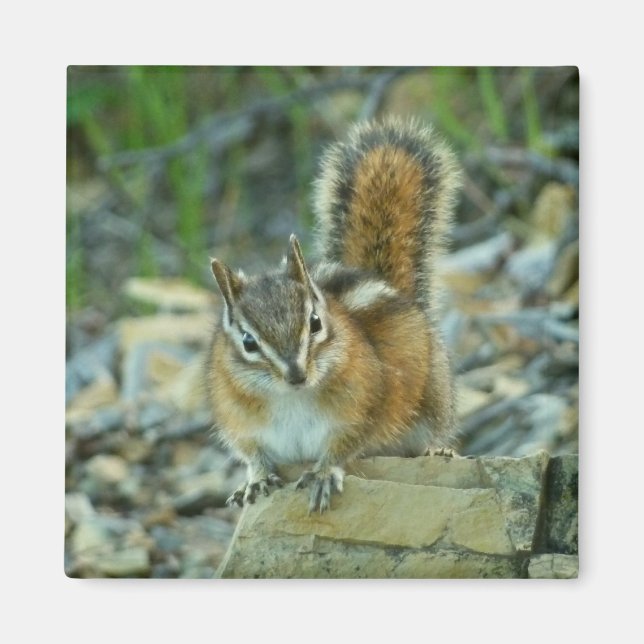 Chipmunk i Glacier nationalpark Magnet (Framsidan)