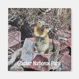 Chipmunk i Glacier nationalpark Magnet