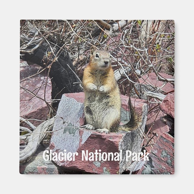 Chipmunk i Glacier nationalpark Magnet (Framsidan)