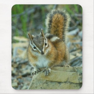 Chipmunk i Glacier nationalpark Musmatta