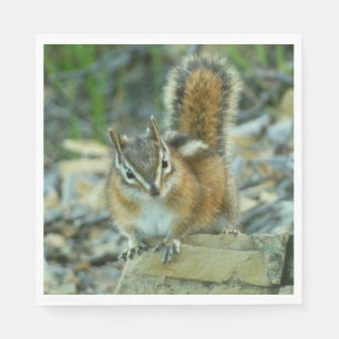Chipmunk i Glacier nationalpark Pappersservett