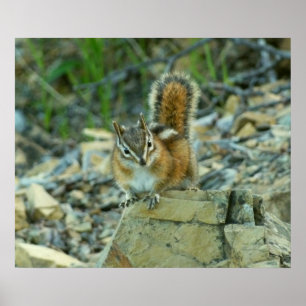 Chipmunk i Glacier nationalpark Poster