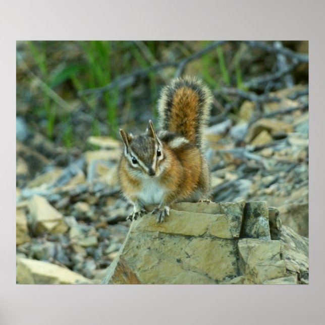Chipmunk i Glacier nationalpark Poster (Framsidan)