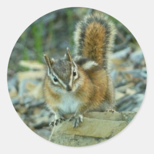 Chipmunk i Glacier nationalpark Runt Klistermärke