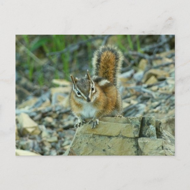 Chipmunk i Glacier nationalpark Vykort (Framsida)