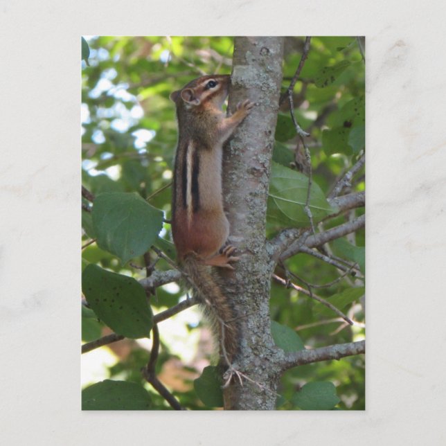 Chipmunk i Skogen Vykort (Framsida)