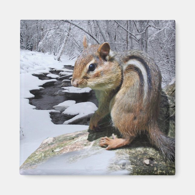 Chipmunk i Snö Magnet (Framsidan)