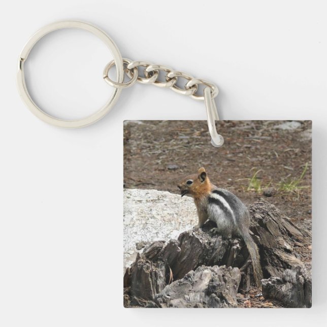 Chipmunk i Yosemite, Kalifornien (Framsidan)
