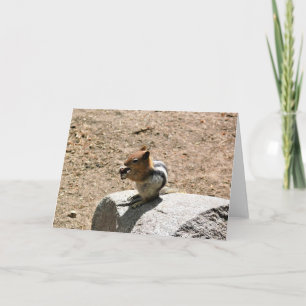 Chipmunk i Yosemite, Kalifornien Kort