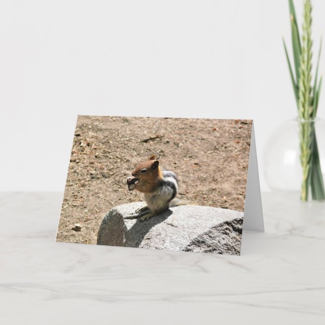 Chipmunk i Yosemite, Kalifornien Kort (Framsida)