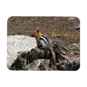 Chipmunk i Yosemite, Kalifornien Magnet
