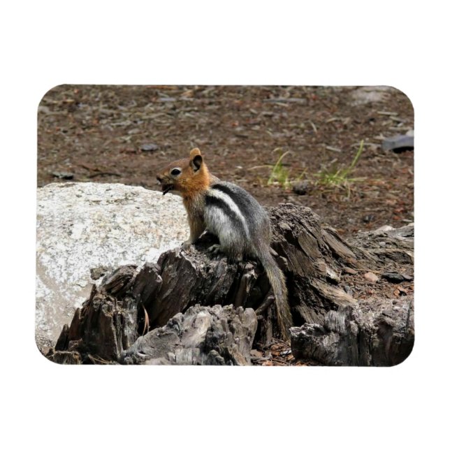 Chipmunk i Yosemite, Kalifornien Magnet (Horisontell)