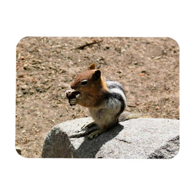 Chipmunk i Yosemite, Kalifornien Magnet (Horisontell)