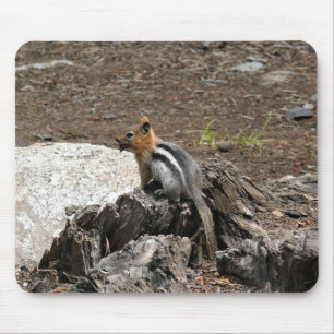 Chipmunk i Yosemite, Kalifornien Musmatta