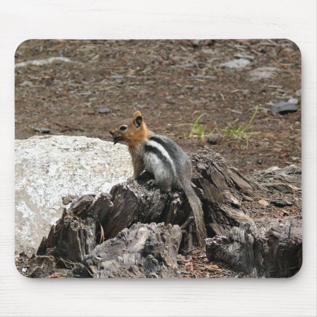 Chipmunk i Yosemite, Kalifornien Musmatta (Framsidan)