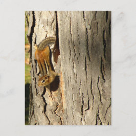 Chipmunk in Fall Vykort