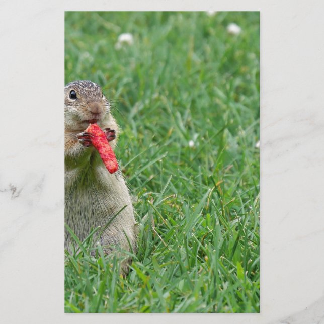 Chipmunk.JPG Brevpapper (Framsida)
