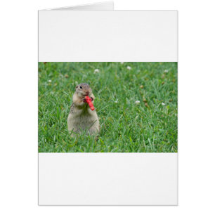 Chipmunk.JPG Hälsningskort