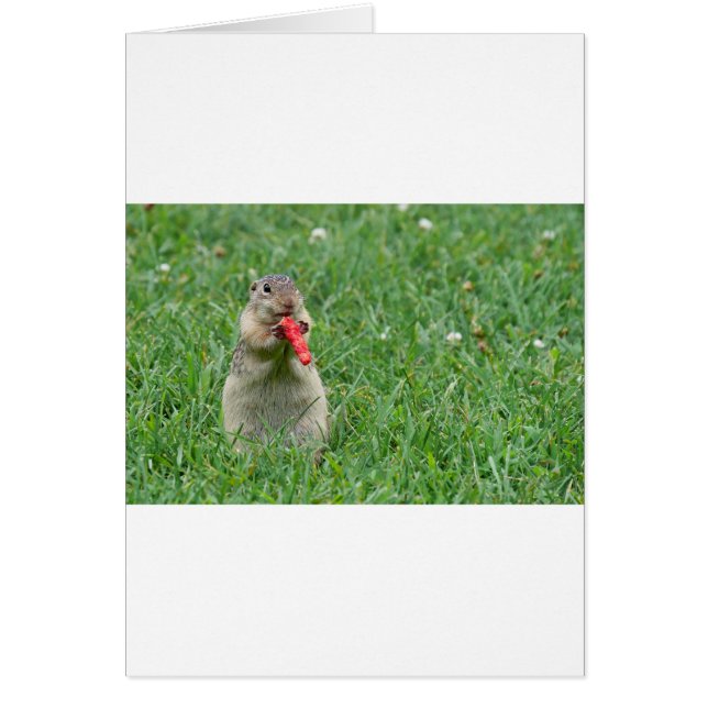 Chipmunk.JPG Hälsningskort (Framsidan)