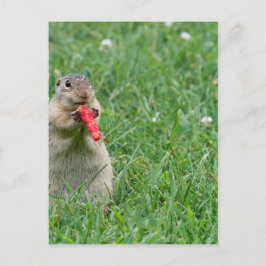 Chipmunk.JPG Vykort