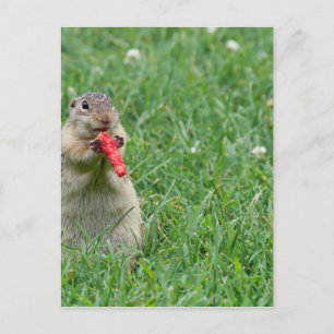 Chipmunk.JPG Vykort