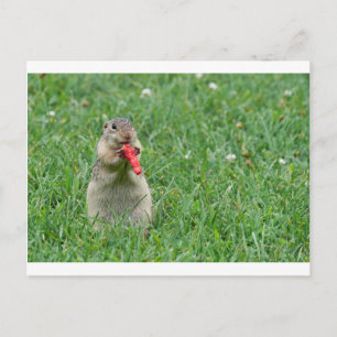 Chipmunk.JPG Vykort