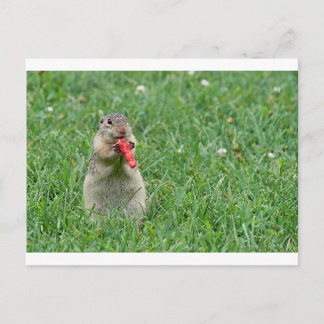 Chipmunk.JPG Vykort (Framsida)