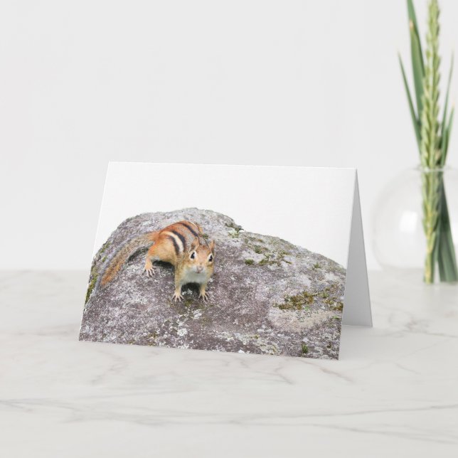 Chipmunk Kort (Framsida)