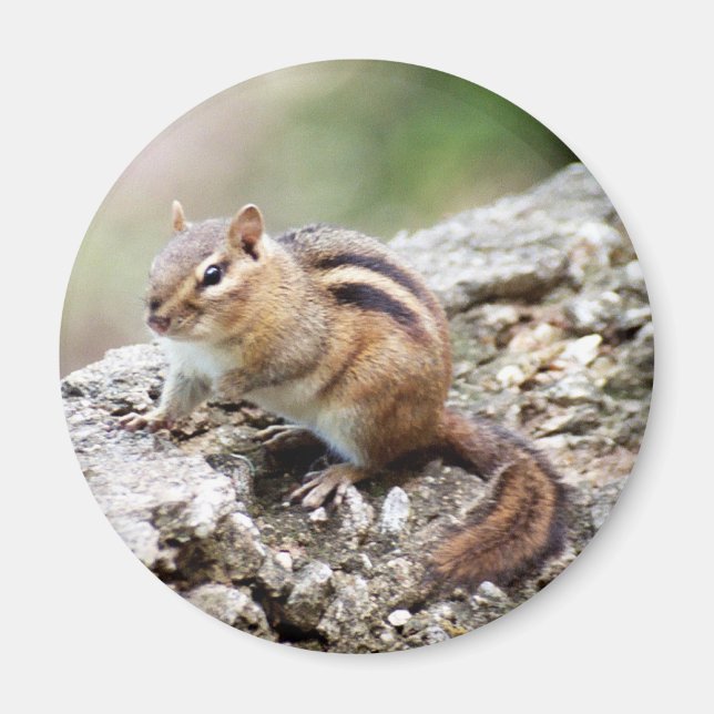 Chipmunk Magnet (Framsidan)