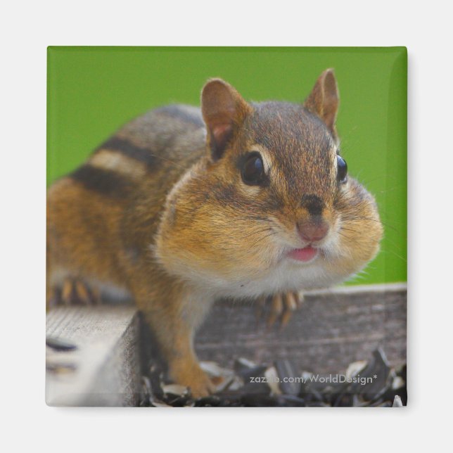 Chipmunk Magnet (Framsidan)