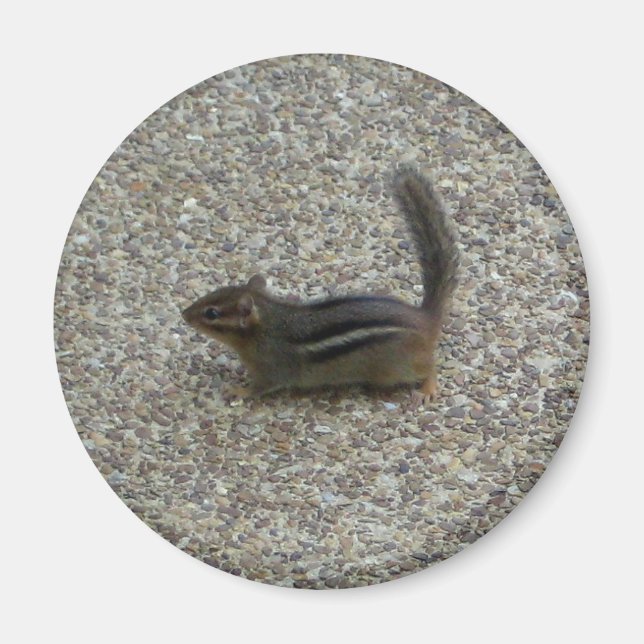 Chipmunk Magnet (Framsidan)