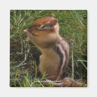 Chipmunk-Magnet Magnet