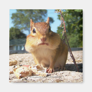 Chipmunk-Magnet Magnet