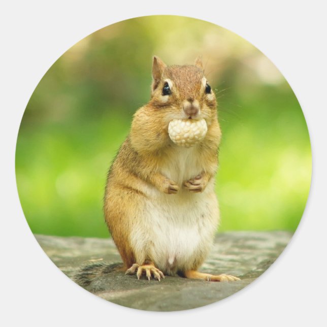 Chipmunk med behandling runt klistermärke (Framsida)