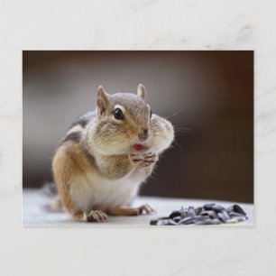 Chipmunk med Cheeks Fullt Photo Vykort