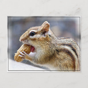 Chipmunk med jordnöt vykort