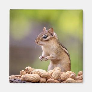 Chipmunk med jordnötter magnet