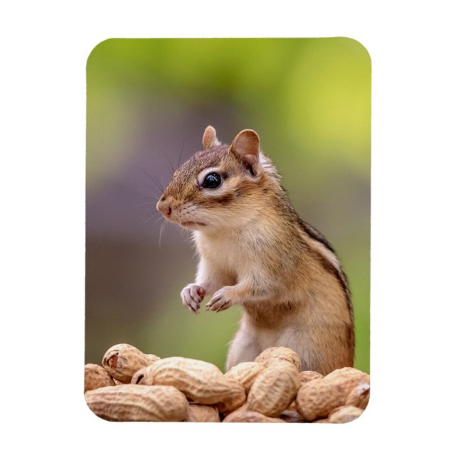 Chipmunk med jordnötter magnet (Vertikal)
