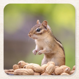 Chipmunk med jordnötter underlägg papper kvadrat