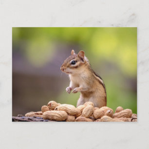 Chipmunk med jordnötter vykort