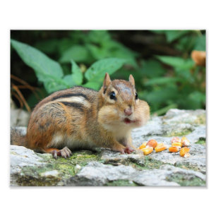 Chipmunk med stuffade Cheeks Fototryck