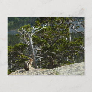 Chipmunk med två Medicine Sjö Overlook Vykort