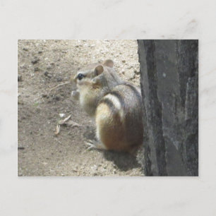 Chipmunk Midland Ontario Vykort