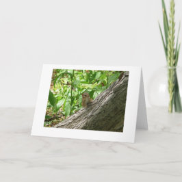 chipmunk, New York Botanical Gardens Kort