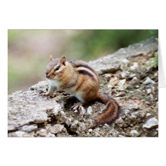Chipmunk OBS Kort