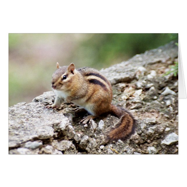 Chipmunk OBS Kort (Framsidan Horizontal)