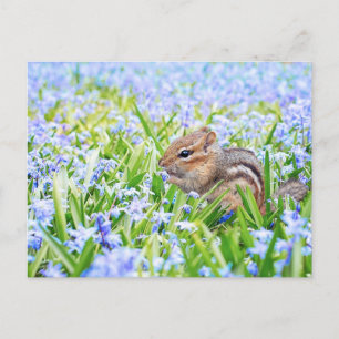 Chipmunk och blå vårblommor vykort