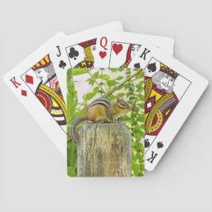 Chipmunk på ett stängslet casinokort