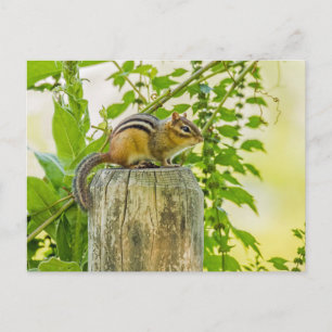 Chipmunk på ett stängslet vykort